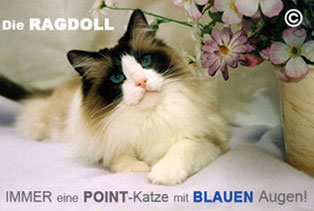 pointkatze