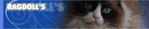 34 Banner LoveDolls Katzenzucht