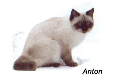 Fiorellinos Anton