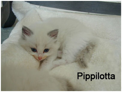 Pippilotta